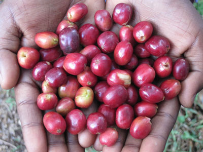 coffeeberries